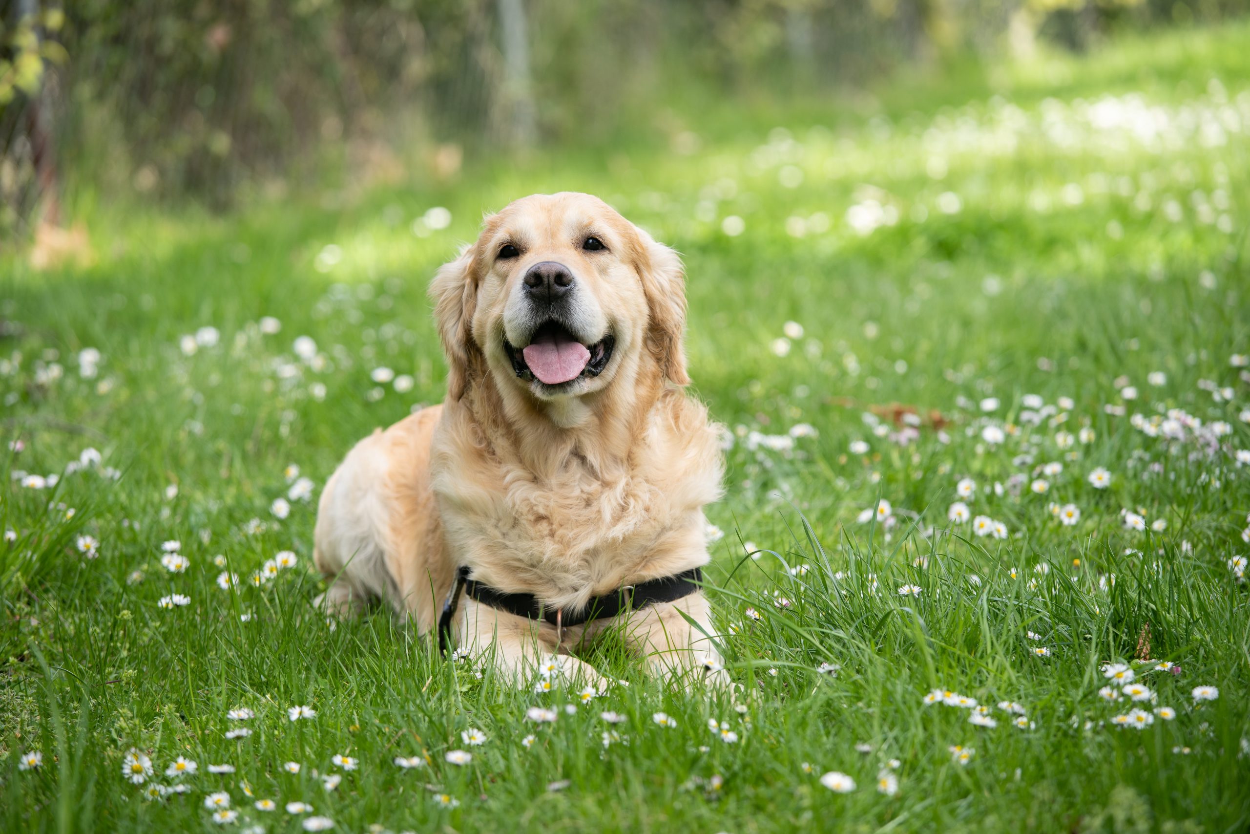 Understanding Canine Hip Dysplasia