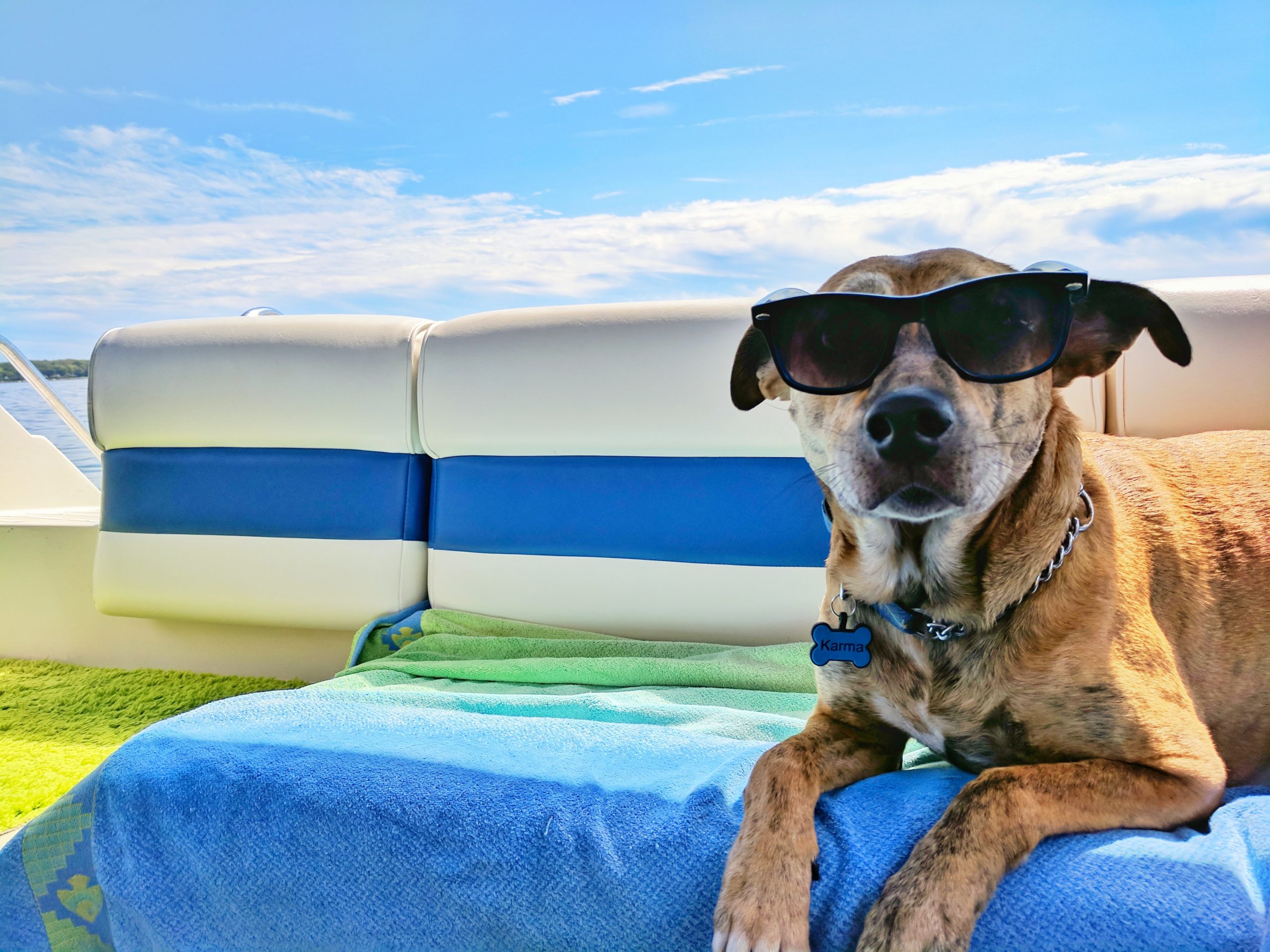 10 Summer Safety Tips for Senior Dogs