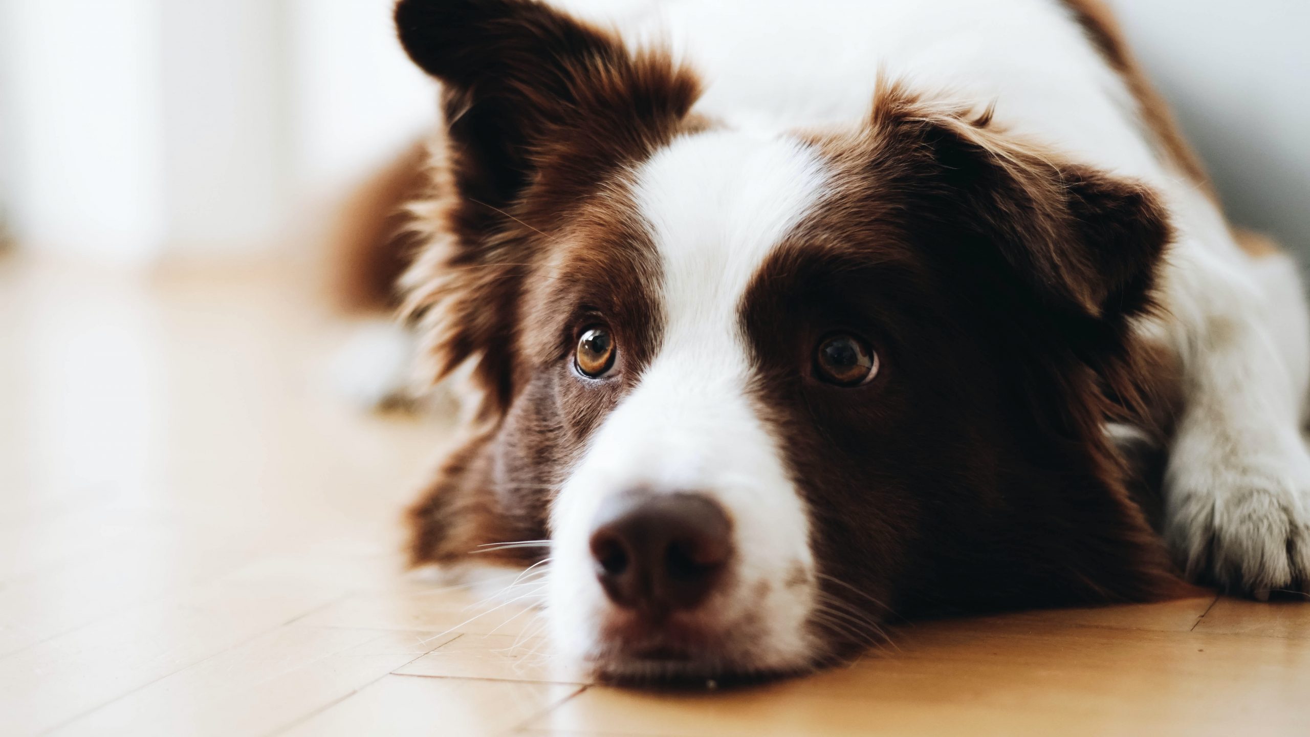 What Is Canine Vestibular Disease?