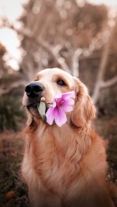 cute retriever with flower
