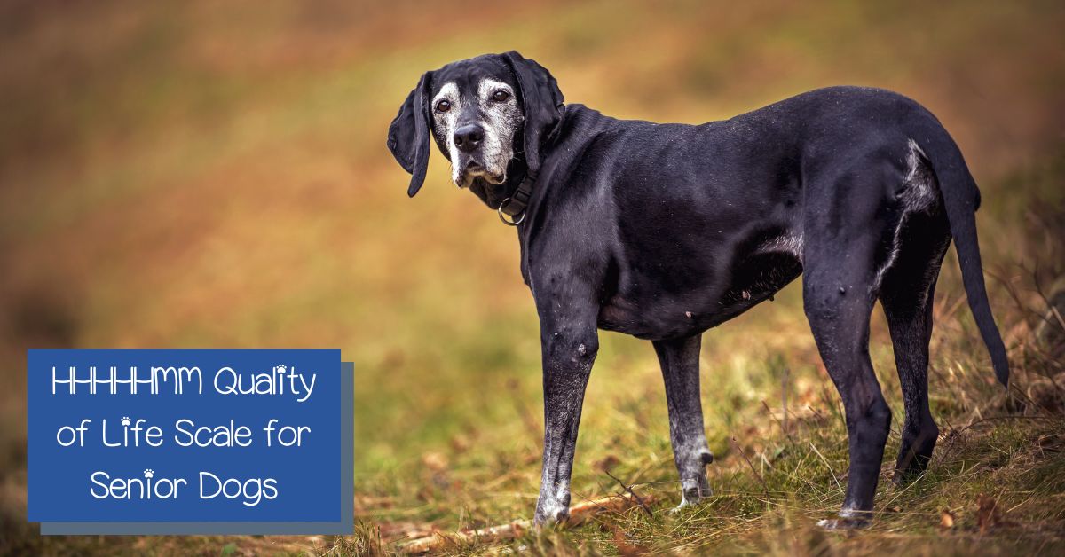 The HHHHHMM Quality of Life Scale is an excellent tool for evaluating how your senior dog is doing. Read on to learn how to use it.