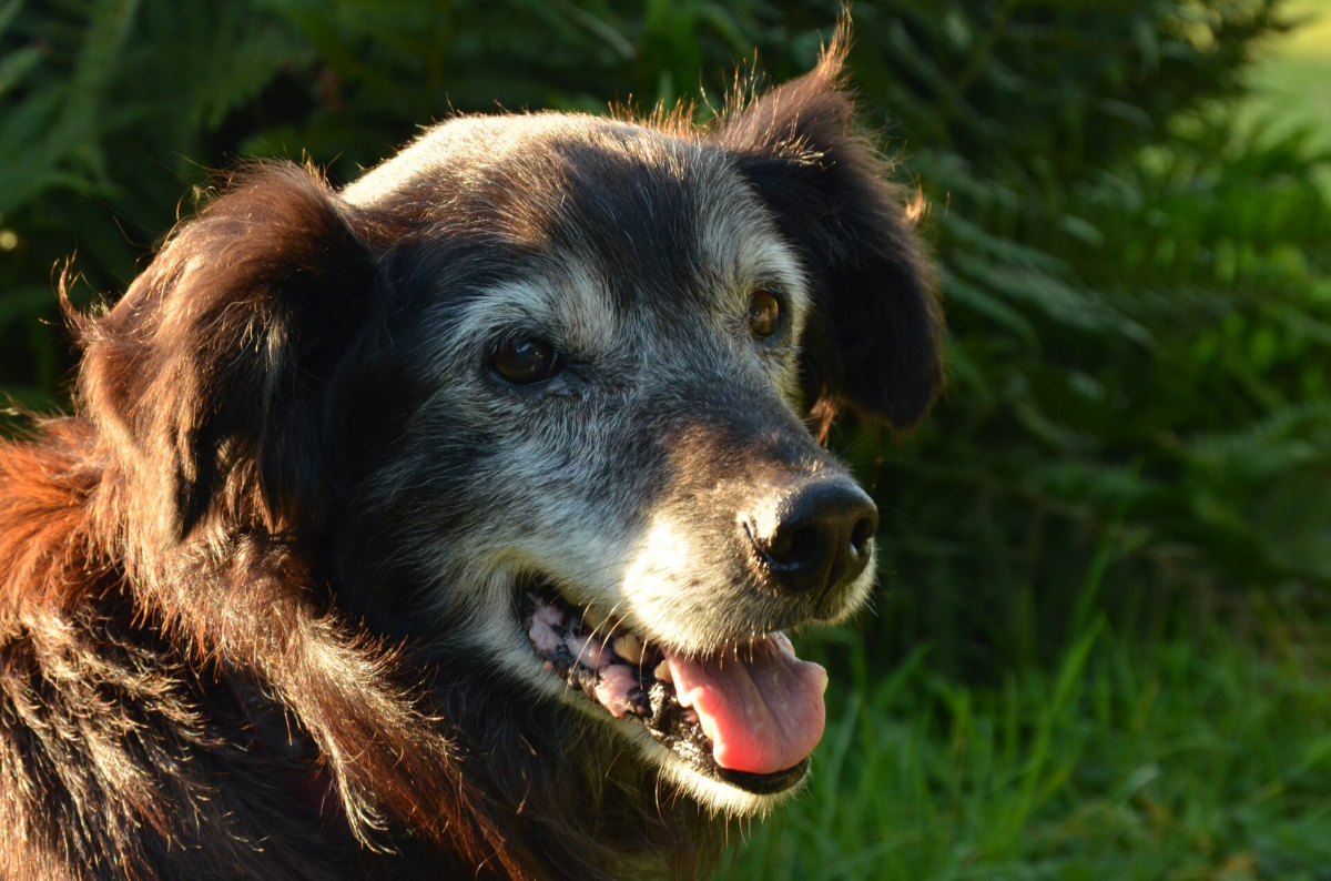 Cognitive Dysfunction Syndrome in Senior Dogs: What You Need to Know